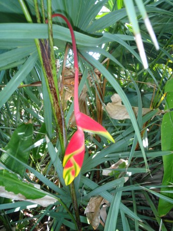 Heliconia Rostata for sale brevard county