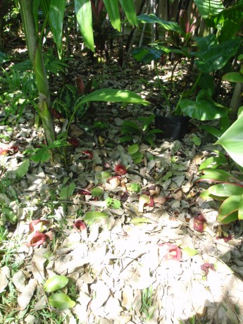 Dropped leaves and flowers from Sausage Tree