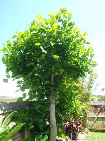 Sunshine Tree Erythrina