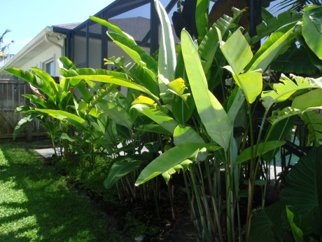 Heliconia Pendula Frosty Collinsiana Kawauchi