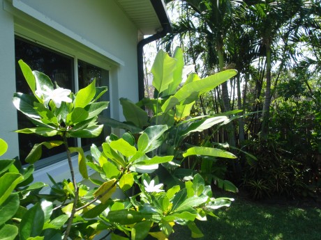 tahitian gardenia heliconia collinsiana